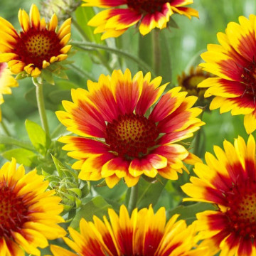 Gailardia, floarea roata de foc (Gaillardia aristata Kobold), planta perena, flori galbene, rosu