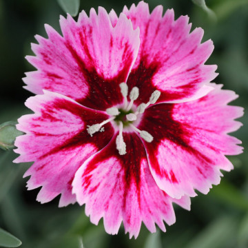 Garofite (Dianthus caryophyllus silver stars supernova), planta perena, planta parfumata, flori rosu - Img 3