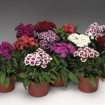 Garofite mix (Dianthus Barbarini Formular Mix), planta perena, planta parfumata, flori rosu - Img 2