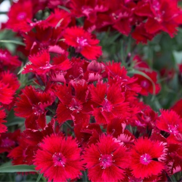 Garofite rosii(Dianthus Caryophyllus code bright red) - Img 2