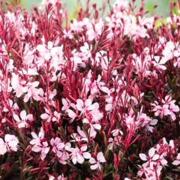 Gaura lindheimeri Gaudi Pink, planta perena, planta melifera, flori roz - Img 2