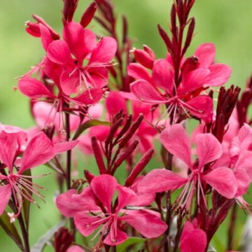 Gaura rosie (Gaura Lindheimeri Gaudi Compact Red), planta perena, planta melifera, flori rosu - Img 2