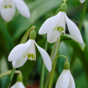 Ghiocei (Galanthus woronowii), planta de gradina