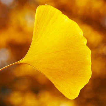 Ginkgo (Ginkgo biloba), planta medicinala, arbore ornamental - Img 3