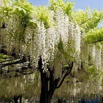 Glicina alba altoita (Wisteria floribunda Shiro-Noda), planta cataratoare, planta parfumata, flori verde - Img 1