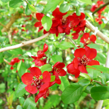 Gutui japonez (Chaenomeles japonica), planta gard viu, arbust ornamental, gradina japoneza - Img 2