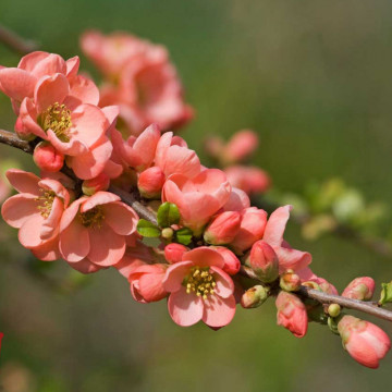 Gutui japonez somon (Chaenomeles sup. Salmon Horizon), planta gard viu, arbust ornamental, gradina japoneza