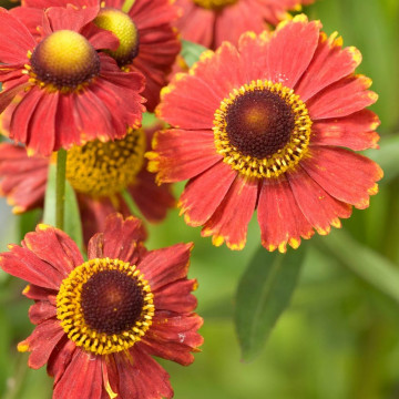 Helenium autumnale Helena Red Shades, planta perena, flori rosu