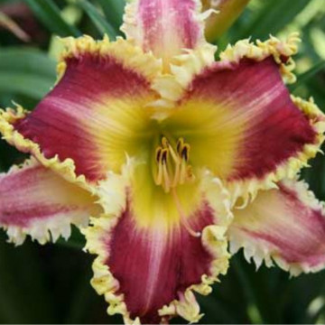 Hemerocallis 'heavenly pink fang', vesnic verde, planta cu flori, planta parfumata