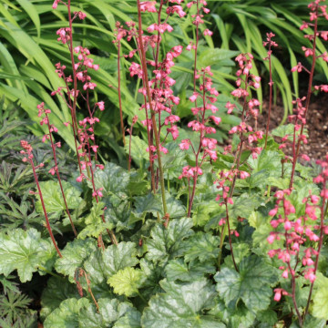 Heuchera sanguinea Leuchtkäfer, planta perena, flori rosu - Img 3