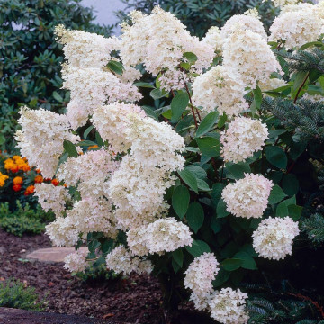 Hortensia alba (Hydrangea pan. Grandiflora), planta cu flori, flori alb