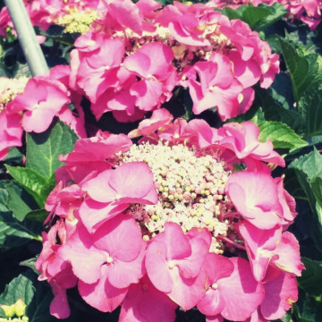 Hortensia fasan (Hydrangea macrophylla Fasan), arbust ornamental, flori albastru, roz