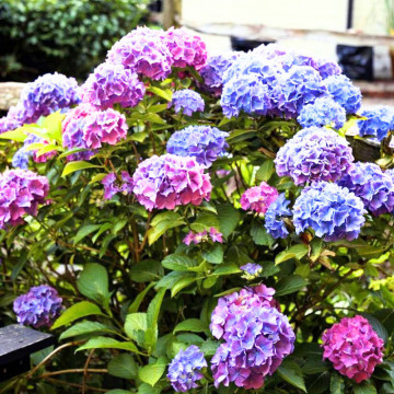 Hortensia (Hydrangea macrophylla Blauer Zwerg), planta cu flori, flori albastru, roz - Img 3