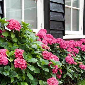 Hortensia Sibilla (Hydrangea macrophylla Sibilla), arbust ornamental - Img 3