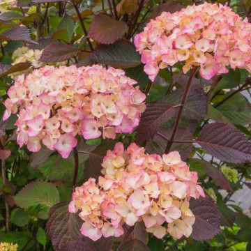 Hortensie (Hydrangea serrata Preziosa), arbust ornamental, flori roz