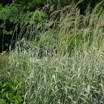 Iarba alba (Phalaris arundinacea), iarba decorativa - Img 2