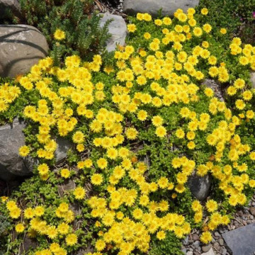 Iarbă de gheață galbenă (Delosperma congestum Yellow), vesnic verde, planta acoperitoare de sol, flori galbene - Img 3