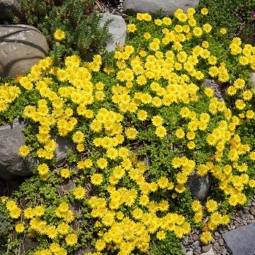 Iarbă de gheață galbenă (Delosperma congestum Yellow) - Img 3