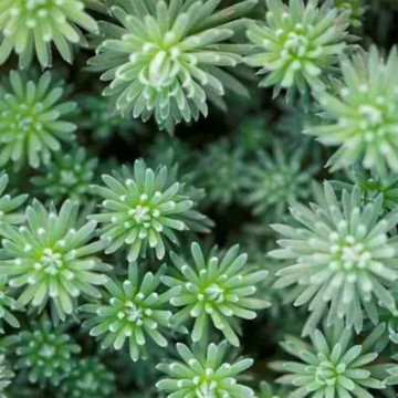 Iarba de soaldina (Sedum forsterianum Oracle), vesnic verde, planta ornamentala - Img 3