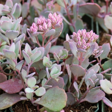 Iarba de soaldina (Sedum Lidakense), planta perena, flori rosu