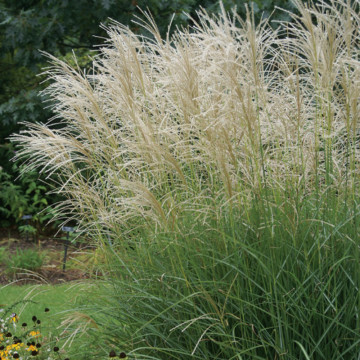 Iarba elefantului Graziella (Miscanthus sin. 'Graziella'), iarba decorativa