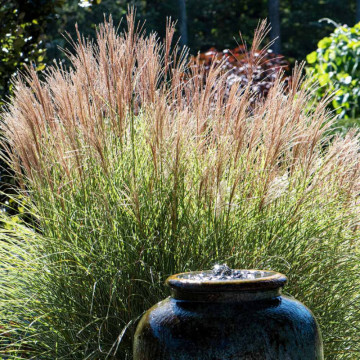 Iarba elefantului (Miscanthus sin. Morning Light), iarba decorativa - Img 4