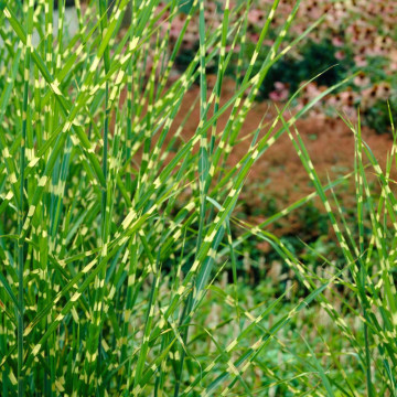 Iarba elefantului (Miscanthus sin. Strictus) ghiveci 2 l, iarba decorativa - Img 3