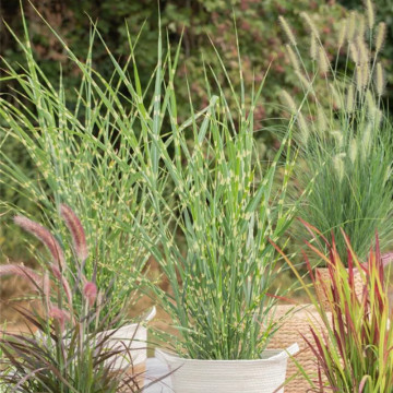 Iarba elefantului (Miscanthus sin. Strictus), iarba decorativa