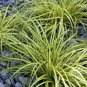 Iarba galbena (Carex oshimensis Evergold), vesnic verde, planta perena - Img 3