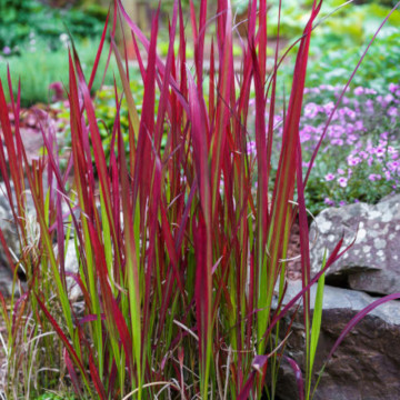 Iarba rosie (Imperata cylindrica Red Baron), iarba decorativa
