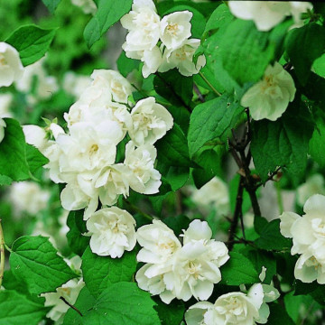 Iasomie batuta (Philadelphus virginal), planta gard viu, planta ornamentala, planta melifera - Img 2