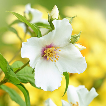 Iasomie cu flori mari (Philadelphus Belle Etoile), planta gard viu, arbust ornamental, planta melifera - Img 2