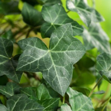 Iedera (Hedera hibernica), planta gard viu, vesnic verde - Img 4