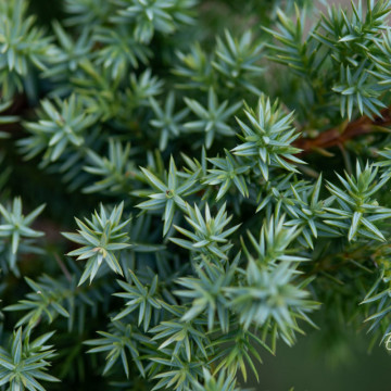 Ienupăr Blue Alps (Juniperus Blue Alps), planta gard viu, vesnic verde, frunzis albastru - Img 2