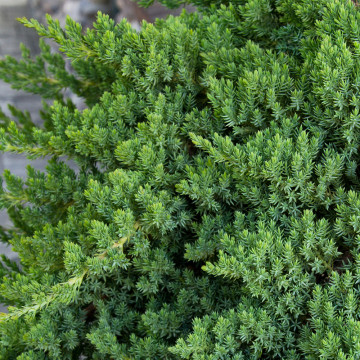Ienupăr pitic (Juniperus Procumbens Nana), vesnic verde, conifer ornamental - Img 2