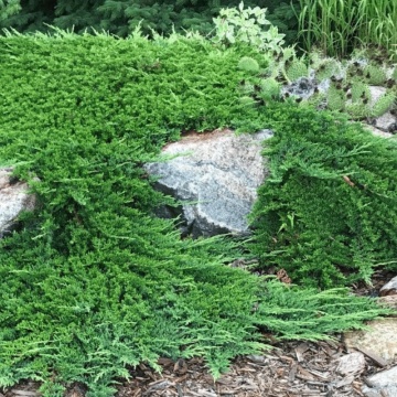 Ienupar tarator (Juniperus horiz. Prince of Walles) ghiveci 1.5 l, vesnic verde, planta acoperitoare de sol