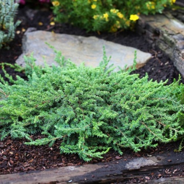 Ienupar tarator verde (Juniperus comm. Greenmantle), vesnic verde, planta acoperitoare de sol