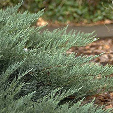 Ienupar tarator verde (Juniperus horiz. Tamariscifolia) 80-100 cm, vesnic verde, planta acoperitoare de sol - Img 3