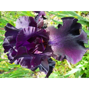 Iris chr. 'Black beauty', planta perena, planta parfumata, flori mov - Img 2