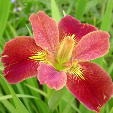 Iris 'Louisiana bold pretender, planta perena, flori mov