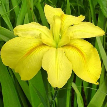 Iris louisiana Laura louise, planta perena, planta parfumata, flori galbene - Img 2