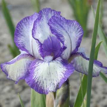 Iris Petit polka, planta perena, flori alb, mov