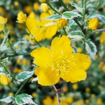 Keria variegata (Kerria japonica Aureovariegata), arbust ornamental, flori galbene - Img 4