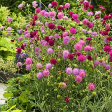 Knautia macedonica Melton Pastels, planta perena, flori rosu - Img 3