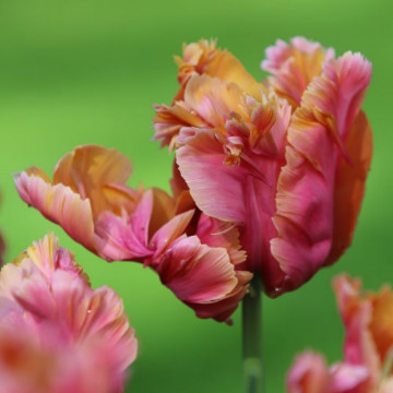 Lalele Amazing Parrot (Tulips Amazing Parrot), bulbi lalele, flori alb, galben, roz - Img 4
