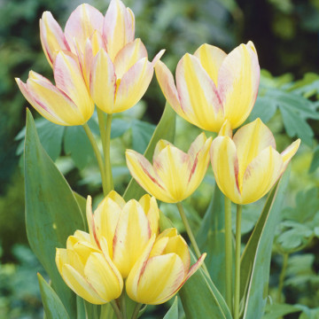 Lalele Antoinette (Tulips Antoinette), bulbi lalele, flori galben, portocaliu - Img 2