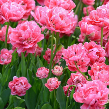 Lalele Aveyron (Tulips Aveyron), bulbi lalele, flori roz - Img 2