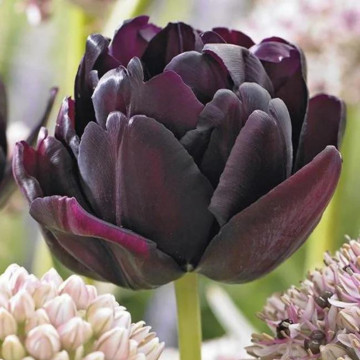 Lalele Black hero (Tulips Black Hero), bulbi lalele, flori negru