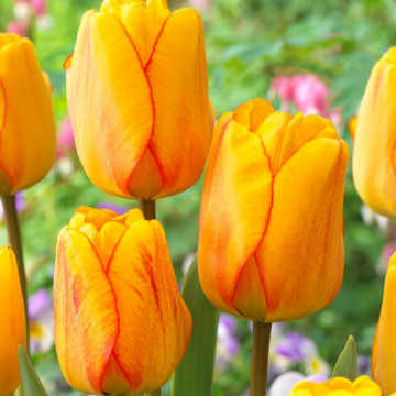 Lalele Blushing Apeldoorn (Tulips Blushing Apeldoorn), bulbi lalele, flori portocaliu - Img 2