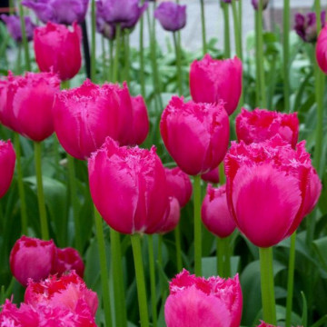 Lalele Burgundy lace (Tulips Burgundy lace), bulbi lalele, flori rosu - Img 3